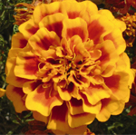 Afbeelding Tagetes patula Select Bee